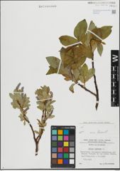 Foto von Salix hastata L.